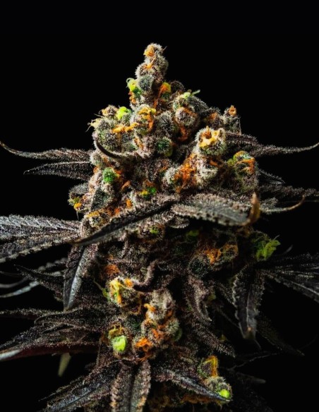 Miracle Alien Cookies, MAC (Bulk Legacy) 👽 Legendäre Sorte