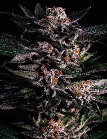 Apple Gelato (Bulk Legacy) 🍦 35 % THC, süße Aromen