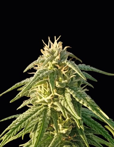 Himalaya Snow Regular (Ace Seeds) - Legendary Nepalese Strain