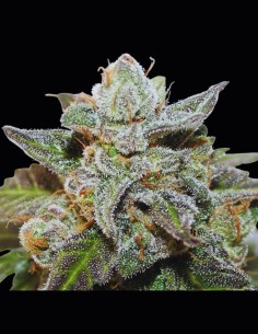 Kalidonia Strain (Ace Seeds) 🍹 Exotic Flavors