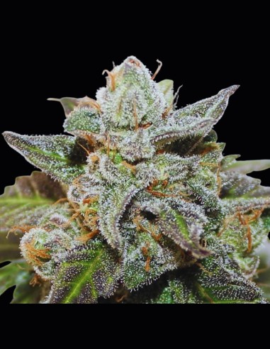 Kalidonia Strain (Ace Seeds) 🍹 Saveurs Exotiques