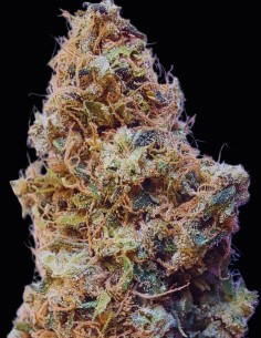 African Gas Strain (Ace Seeds) ⛽ Unique Gas Aroma