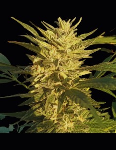 Creeper Gouge Regular (Ace Seeds) – Big Yields