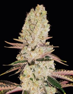 Mandarin Cookies Auto (Oaseeds) 🍪 Flavorful & Potent