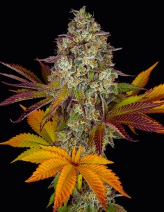 Cookies OG Auto Strain (Oaseeds Collection) 🍪 Fast & Sweet