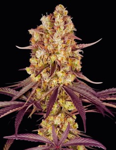 Runtz Auto (Oaseeds Collection) 🥭 Fast, Fruity & Potent