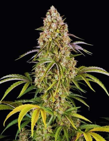 Critical Kush Auto (Oaseeds Collection) - Compacta, Potente, Productiva