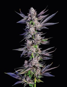 Runtz Carlton Strain (Compound Genetics) 🍭 Sweet & 30% THC