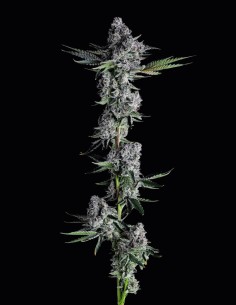 Got Caught Strain (Compound Genetics) 🏆 Award-Winning Hybrid