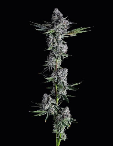 Got Caught Strain (Compound Genetics) 🏆 Híbrido Ganador de Premios