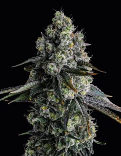 Chem 51 Strain (Compound Genetics) ⛽ Funky Gas Aroma