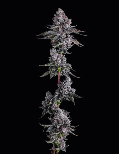 Old Money Strain (Compound Genetics) 🍏 Saveur Bubblegum et Pomme Verte