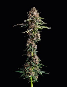 Versace Sour Strain (Compound Genetics) 🍏 Premium Cannabis Seeds