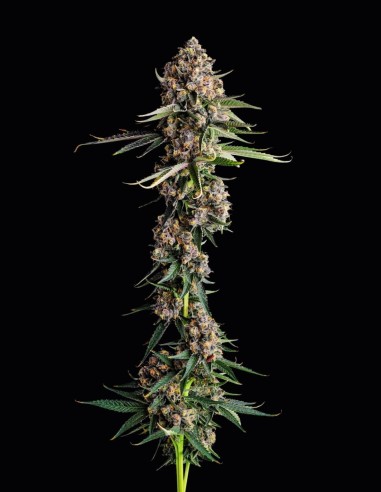 Versace Sour Strain (Compound Genetics) 🍏 Semillas de Cannabis Premium