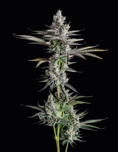 Guwop Green Strain (Compound Genetics) 🍹 Terpeni Tropicali e Raccolti Abbondanti