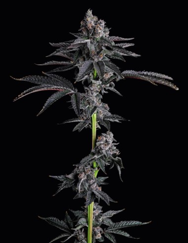 Bullz Eye Strain (Compound Genetics) 🍭 Sabor Dulce, Efectos Intensos