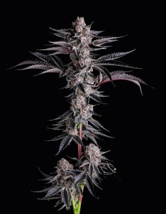 New Money Strain (Compound Genetics) 🍬 Sweet, Funky, Gassy