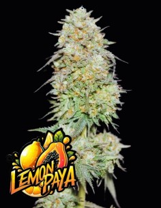 Lemonpaya Strain (Fastbuds Seeds) 🍹 Tropical Flavor, XXL Yields