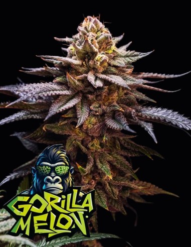 Gorilla Melon (Fastbuds Seeds) 🦍 Grandes cosechas, 30% THC