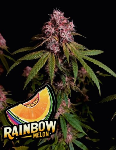 Rainbow Melon Strain (Fastbuds Seeds) 🍈 Rese XL e Sapore Delizioso