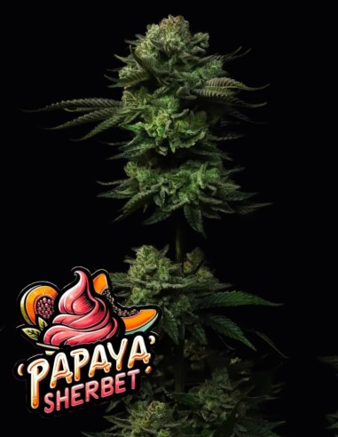 Papaya Sherbet Strain (Fastbuds Seeds) 🥭 Saveurs Sucrées et Récoltes XXL