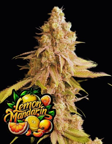 Lemon Mandarin Strain (Fastbuds Seeds) 🍋 Plantes XL, Saveur d’Agrumes