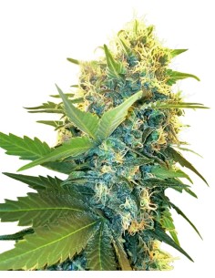 Double Kush Cake (Sensi Seeds) Semillas Feminizadas