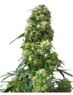 Durban (Sensi Seeds) Semi di Cannabis Regolari - Oaseeds