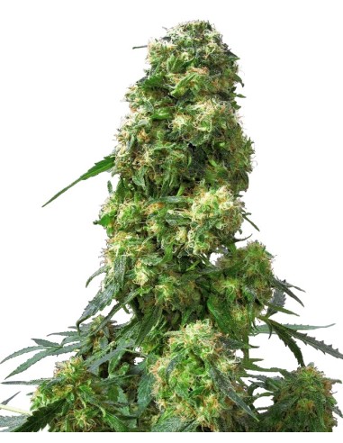 Durban (Sensi Seeds) Semillas Regulares | ¡En Oferta!