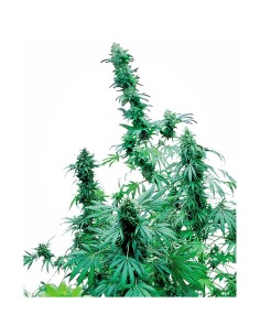 Early Skunk (Seedsman) Feminized Seeds | Up To 30% Off