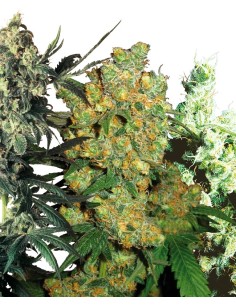 Feminised Mix (Sensi Seeds) Semi di Cannabis Femminizzati