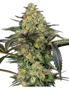 Grapevine Candy (Sensi Seeds) 🍇 Gran y Dulce Rendimiento