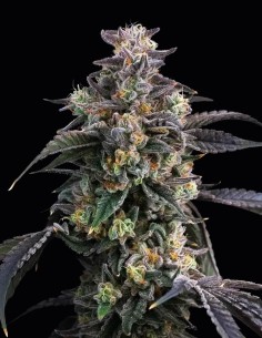 Super Boof Strain (Barney's Farm) 🍒 Fruity Flavor, 32% THC