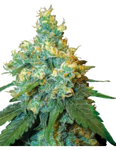 Jack Herer (Sensi Seeds) Regular Cannabis Seeds | On Sale!