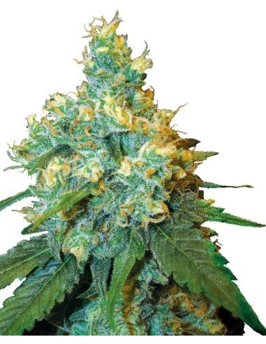 Jack Herer (Sensi Seeds) Regular Cannabis Seeds | On Sale!