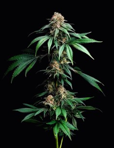 Mendo Breath Strain (Barney's Farm Seeds) 🍬 Potent & Delicious