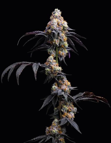 Rainbow Sherbet (Barney’s Farm Seeds) 🍬 Dulce Sabor a Bayas