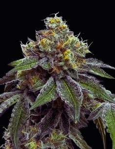 RS11 x Banana OG Strain (Barney's Farm Seeds) 🍌 Legendary Genetics