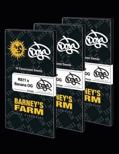 RS11 x Banana OG Strain (Barney's Farm Seeds) 🍌 Legendary Genetics 2