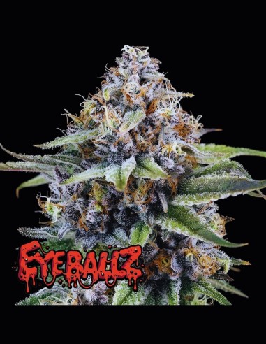 Eyeballz Strain (Ripper Seeds) 🍭 Sabores Explosivos y Grandes Cosechas