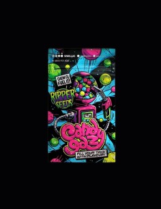 CandyGaz Strain (Ripper Seeds) ⛽  Sweet & Unique Flavor 2