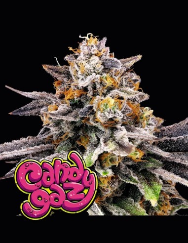 CandyGaz (Ripper Seeds) ⛽ Sabor Dulce y Único