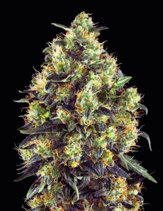 Super Skunk Auto Strain (Oaseeds Collection) 🦨 Fast & Easy Harvests