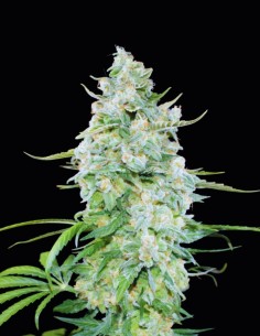 Biodiesel Auto Strain (Oaseeds Collection) ⛽ Citrus & Diesel Flavor