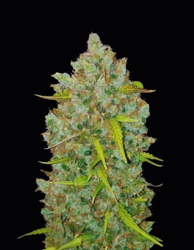 Bubblegum Auto (Oaseeds) 🍓 Sabor Legendario