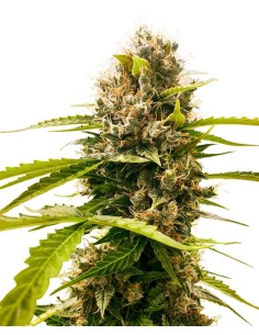Mandarin Punch (Sensi Seeds) Feminized Seeds | Up To 30% Off