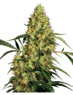 Mexican Sativa (Sensi Seeds) Semillas Regulares | ¡Oferta!