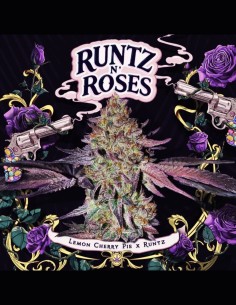 Runtz N' Roses Strain (T.H. Seeds) 🌹 Candy & Roses Flavor