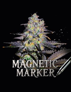 Magnetic Marker Strain (G13 Labs) 🖊️ High THC & Huge Yields