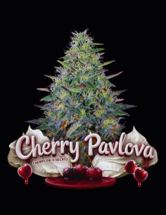 Cherry Pavlova Strain (G13 Labs) 🍒 Fruity, Creamy & Potent